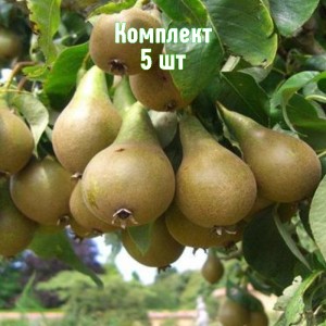 Комплект 5шт / Груша Дагестанская летняя
