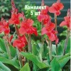 Комплект 5шт / Канна Миссис Оклахома
